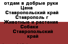 отдам в добрые руки › Цена ­ 50 - Ставропольский край, Ставрополь г. Животные и растения » Собаки   . Ставропольский край